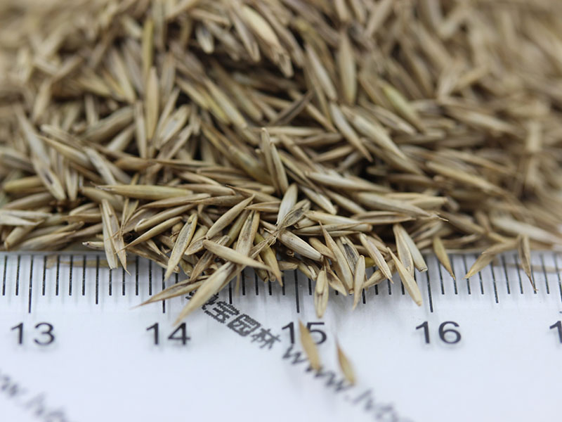 <a href='http://njszjj.com/caopingzhongzi/1681.html' target='_blank'>紫羊茅種子</a>
