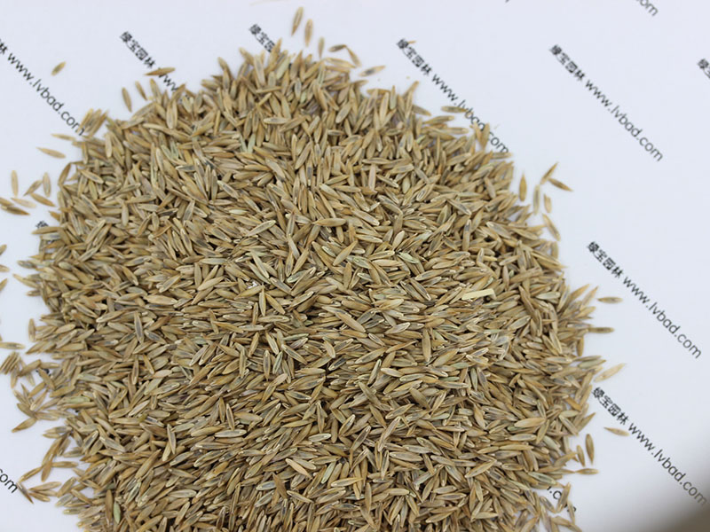 <a href='http://njszjj.com/caopingzhongzi/1667.html' target='_blank'>高羊茅</a><a href='http://njszjj.com/' target='_blank'>種子</a>