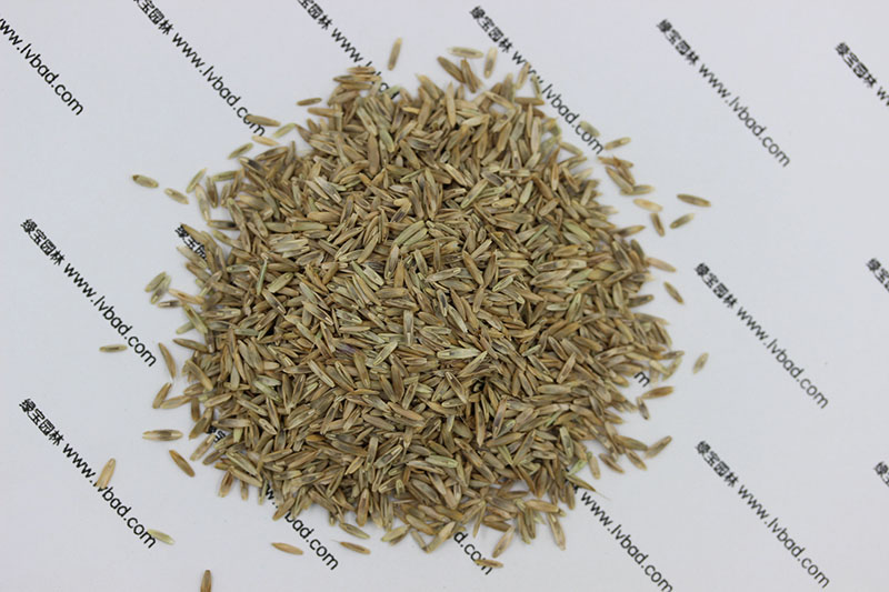 <a href='http://njszjj.com/caopingzhongzi/1666.html' target='_blank'>多年生黑麥草種子</a>