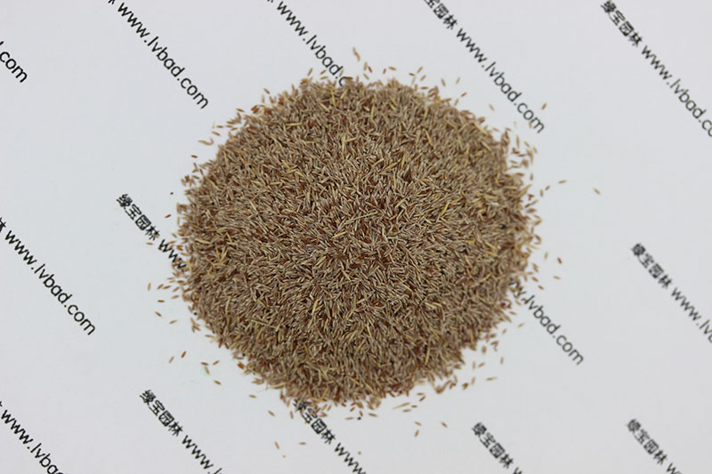 <a href='http://njszjj.com/caopingzhongzi/1670.html' target='_blank'>剪股穎種子</a>
