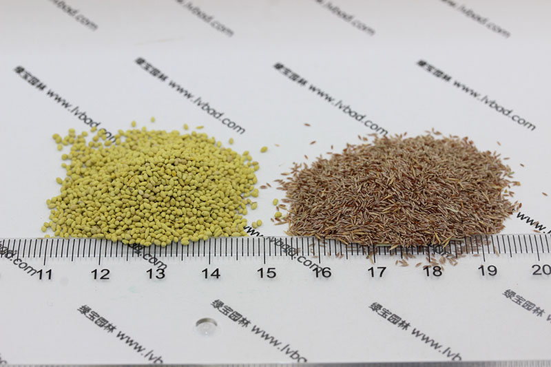 剪股穎包衣<a href='http://njszjj.com/' target='_blank'>種子</a>和剪股穎原種對比