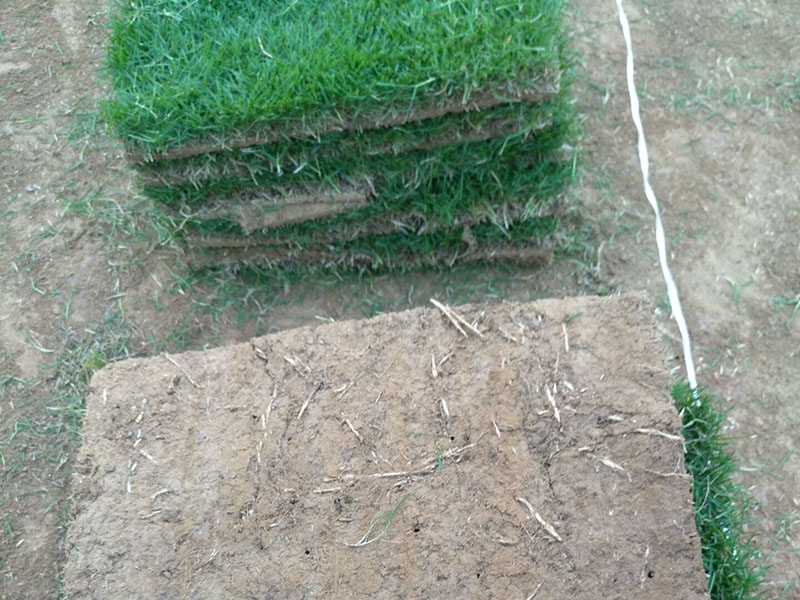 <a href='http://njszjj.com/caopingzhongzi/3258.html' target='_blank'>馬尼拉草坪</a>