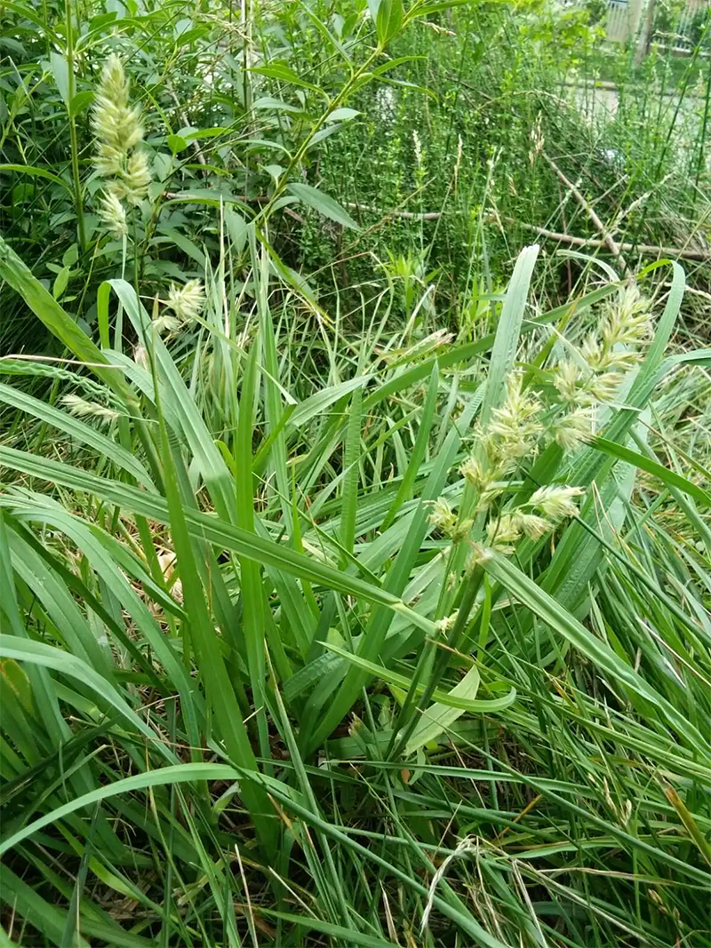 <a href='http://njszjj.com/mucaozhongzi/8.html' target='_blank'>鴨茅草</a>葉子和穗