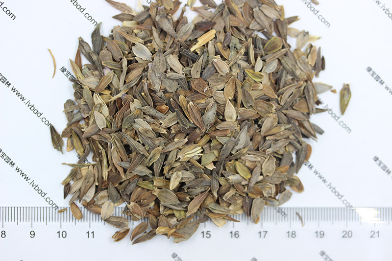 <a href='http://njszjj.com/caohuazhongzi/1020.html' target='_blank'>百日草種子</a>