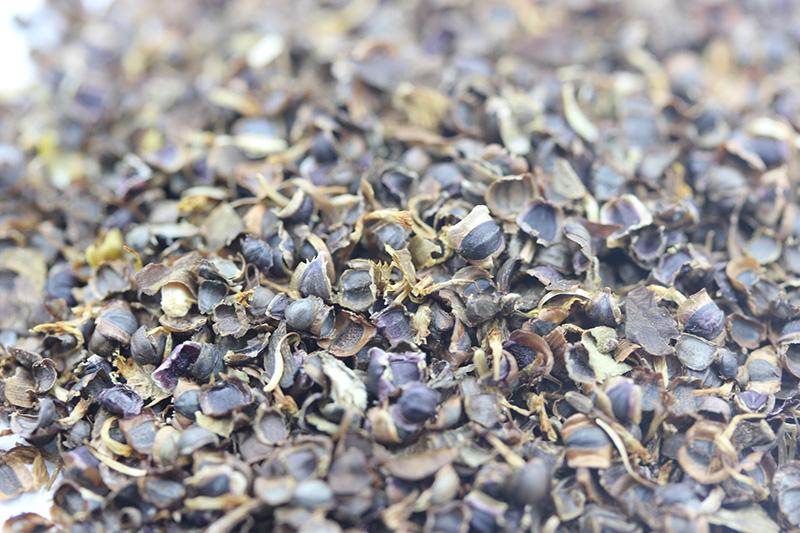 金雞菊<a href='http://njszjj.com/' target='_blank'>種子</a>