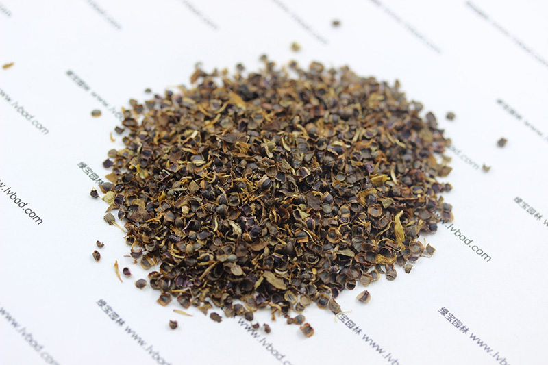金雞菊<a href='http://njszjj.com/' target='_blank'>種子</a>