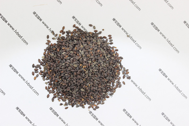 <a href='http://njszjj.com/caohuazhongzi/1626.html' target='_blank'>鼠尾草種子</a>