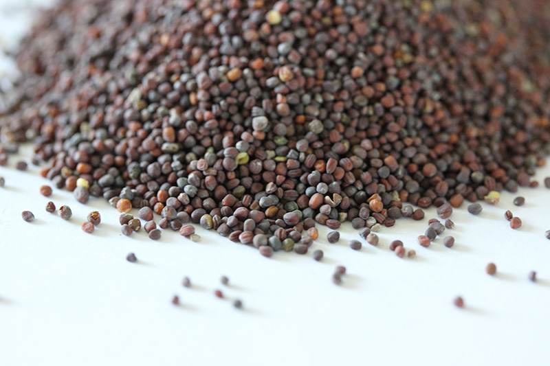 油菜<a href='http://njszjj.com/' target='_blank'>種子</a>