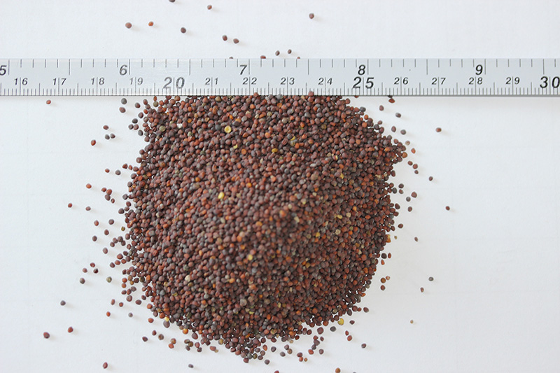 <a href='http://njszjj.com/caohuazhongzi/17855.html' target='_blank'>油菜種子</a>
