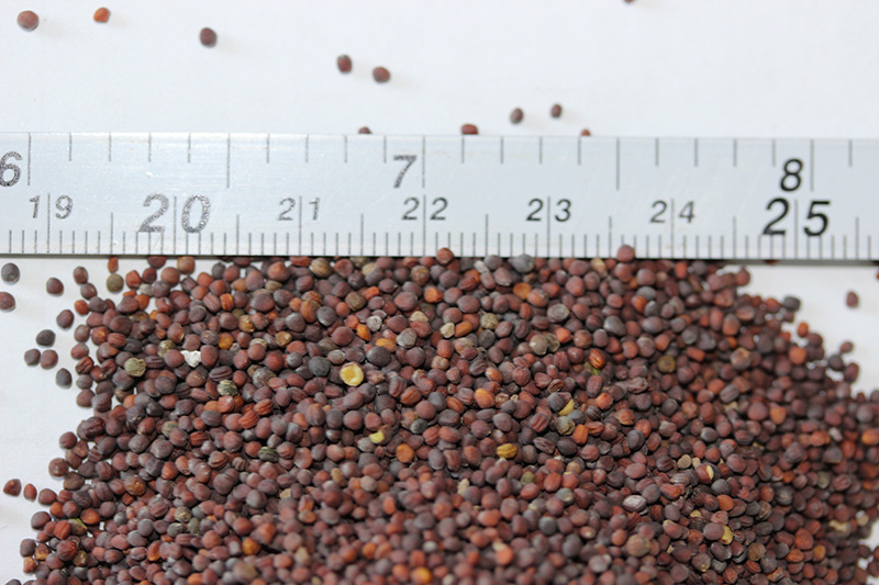 <a href='http://njszjj.com/caohuazhongzi/17855.html' target='_blank'>油菜種子</a>