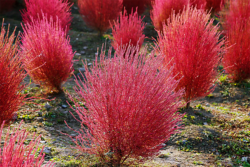<a href='http://njszjj.com/caohuazhongzi/16600.html' target='_blank'>紅葉地膚</a>植株圖片