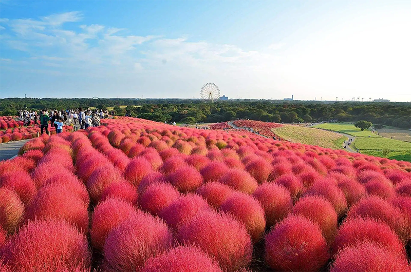 紅葉<a href='http://njszjj.com/caohuazhongzi/1041.html' target='_blank'>地膚</a>植株圖片