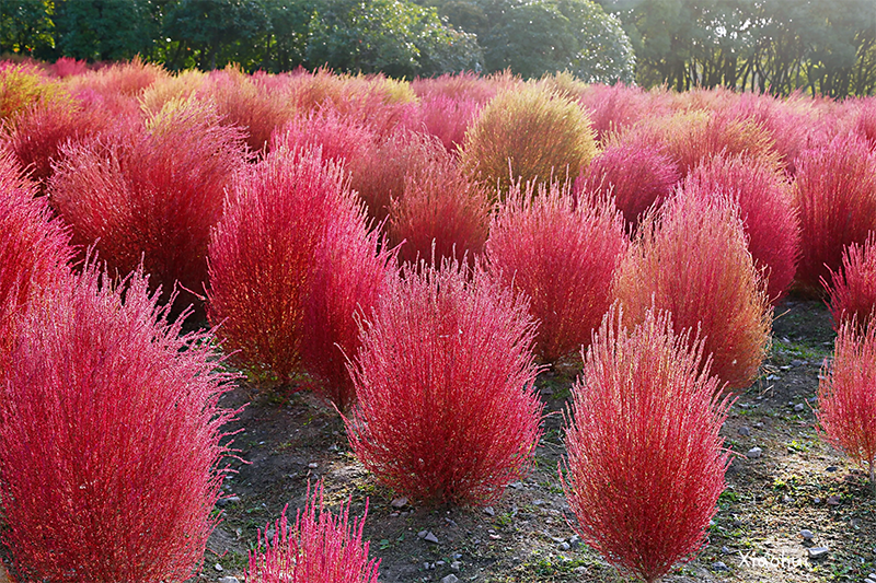<a href='http://njszjj.com/caohuazhongzi/16600.html' target='_blank'>紅葉地膚</a>植株圖片