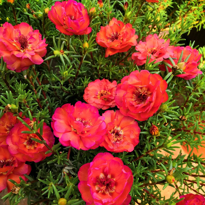 <a href='http://njszjj.com/caohuazhongzi/16045.html' target='_blank'>太陽花種子</a>