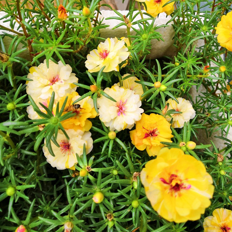 太陽花<a href='http://njszjj.com/' target='_blank'>種子</a>