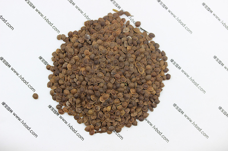 <a href='http://njszjj.com/caohuazhongzi/1058.html' target='_blank'>含羞草</a><a href='http://njszjj.com/' target='_blank'>種子</a>