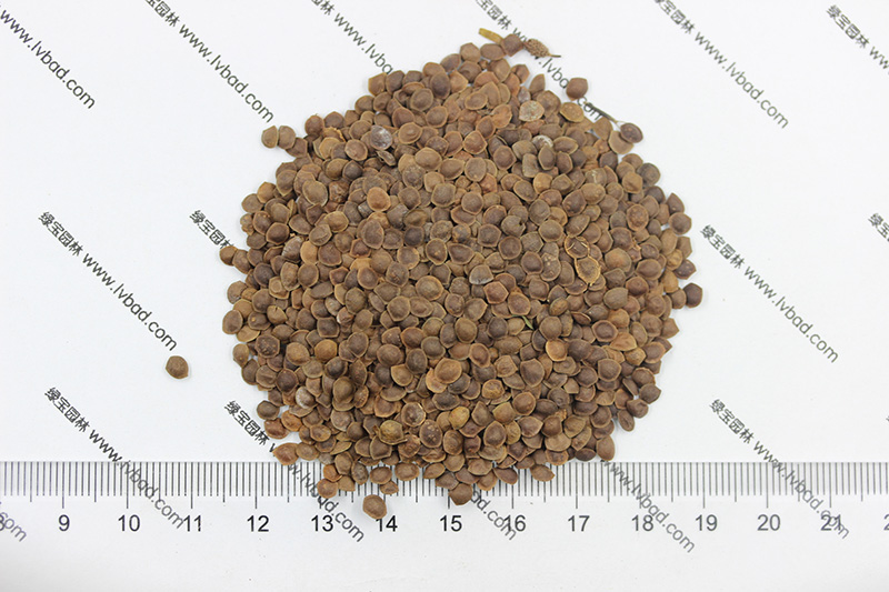 <a href='http://njszjj.com/caohuazhongzi/1058.html' target='_blank'>含羞草種子</a>