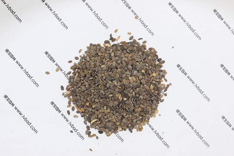 福祿考<a href='http://njszjj.com/' target='_blank'>種子</a>