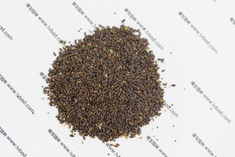 <a href='http://njszjj.com/caohuazhongzi/1645.html' target='_blank'>薰衣草</a><a href='http://njszjj.com/' target='_blank'>種子</a>