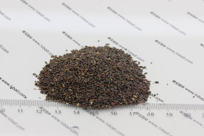 <a href='http://njszjj.com/caohuazhongzi/1645.html' target='_blank'>薰衣草種子</a>