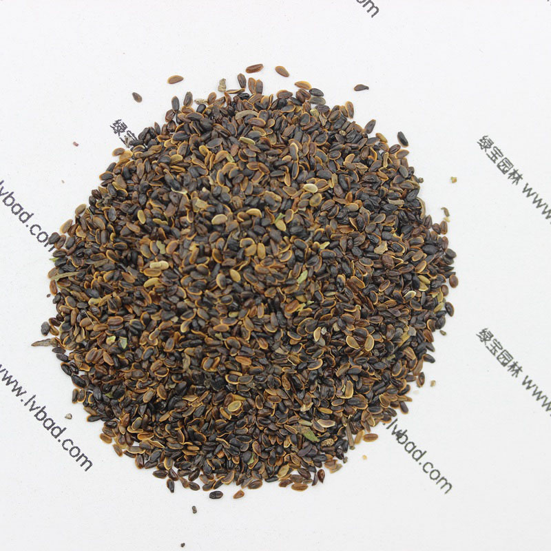 <a href='http://njszjj.com/caohuazhongzi/1573.html' target='_blank'>桔梗</a><a href='http://njszjj.com/' target='_blank'>種子</a>圖片