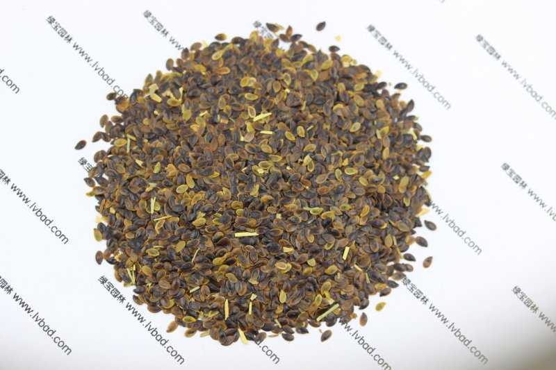 <a href='http://njszjj.com/caohuazhongzi/1577.html' target='_blank'>藍(lán)花亞麻</a><a href='http://njszjj.com/' target='_blank'>種子</a>