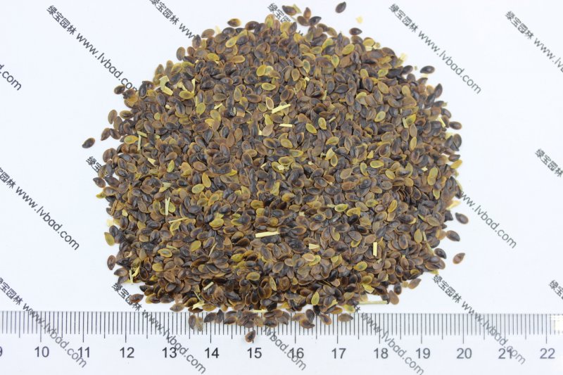 <a href='http://njszjj.com/caohuazhongzi/1577.html' target='_blank'>藍(lán)花亞麻種子</a>