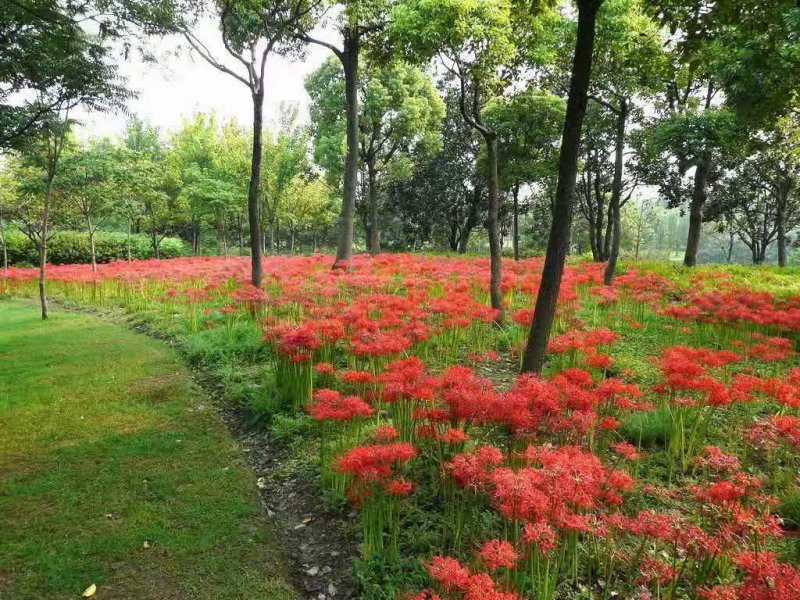 石蒜開(kāi)花圖片
