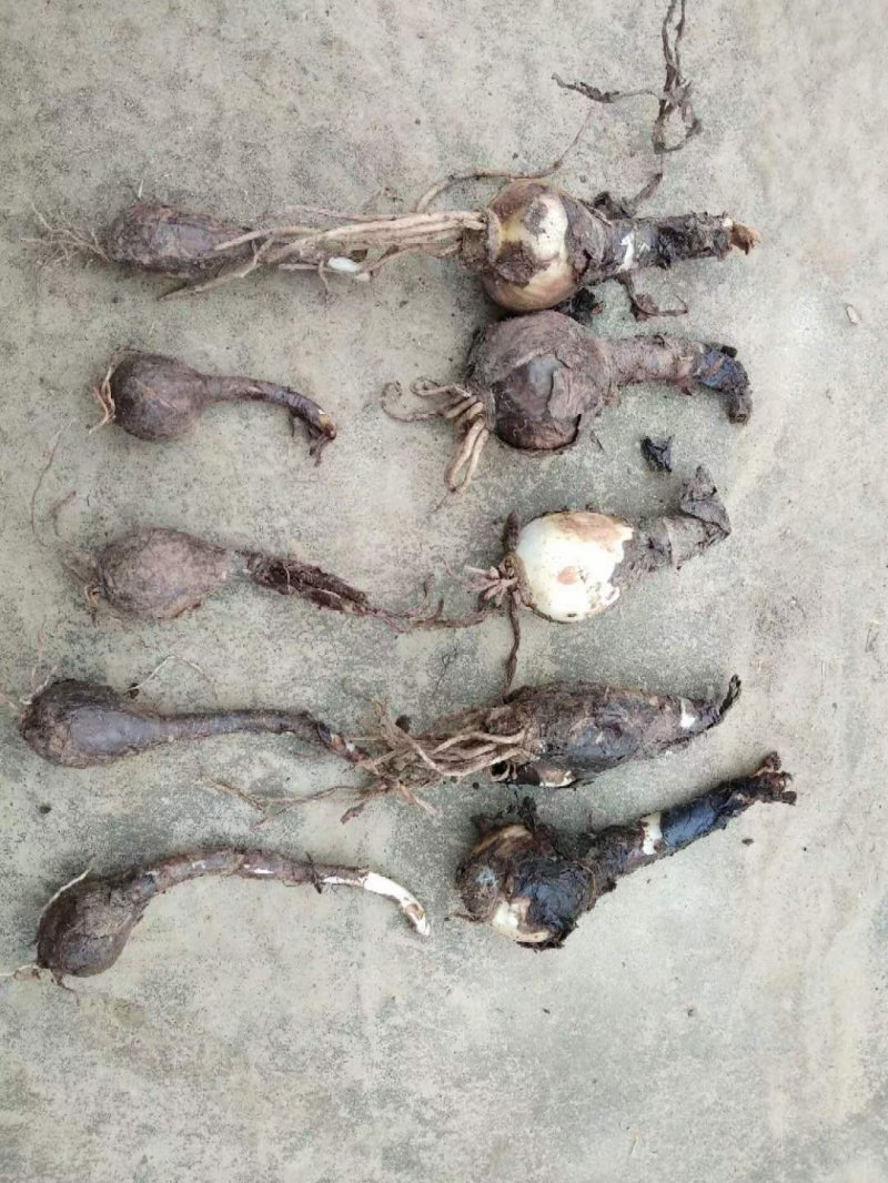 <a href='http://njszjj.com/caohuazhongzi/1623.html' target='_blank'>石蒜種球</a>鱗莖根石蒜苗