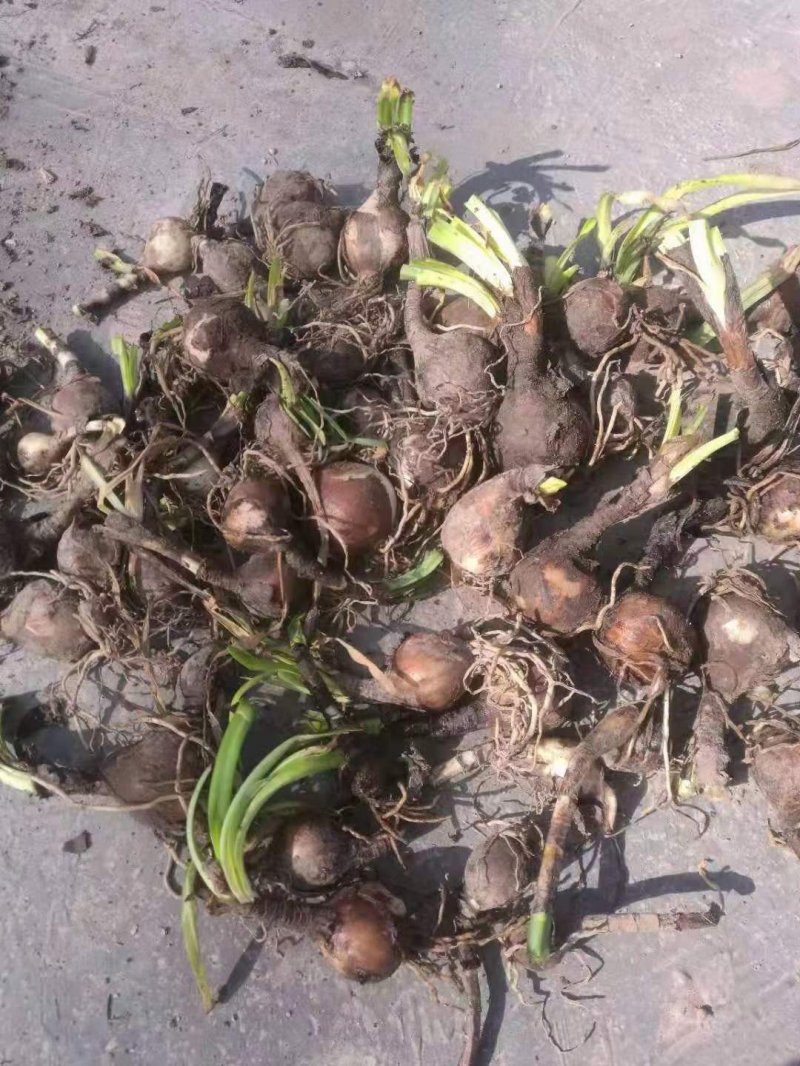 <a href='http://njszjj.com/caohuazhongzi/1623.html' target='_blank'>石蒜種球</a>鱗莖根石蒜苗