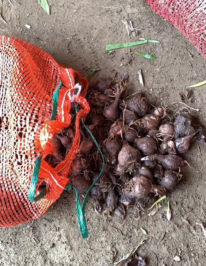 <a href='http://njszjj.com/caohuazhongzi/1623.html' target='_blank'>石蒜種球</a>鱗莖根石蒜苗