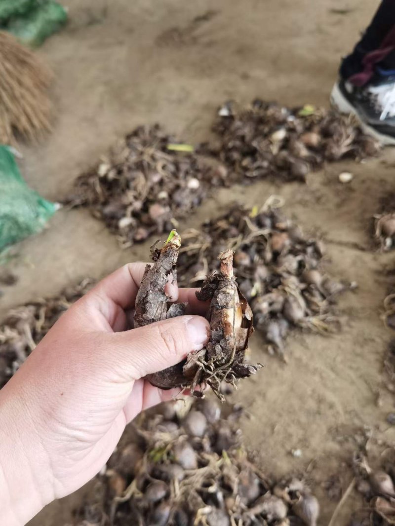 石蒜種球鱗莖根石蒜苗