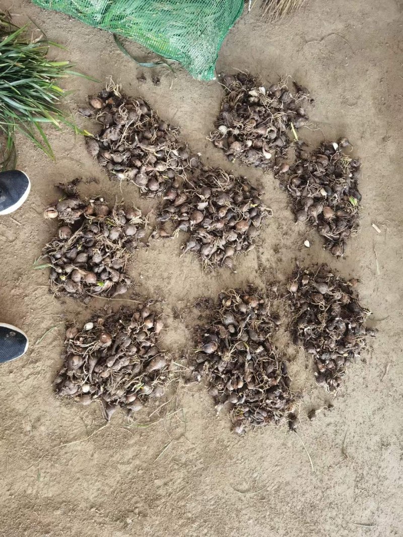 石蒜種球鱗莖根石蒜苗