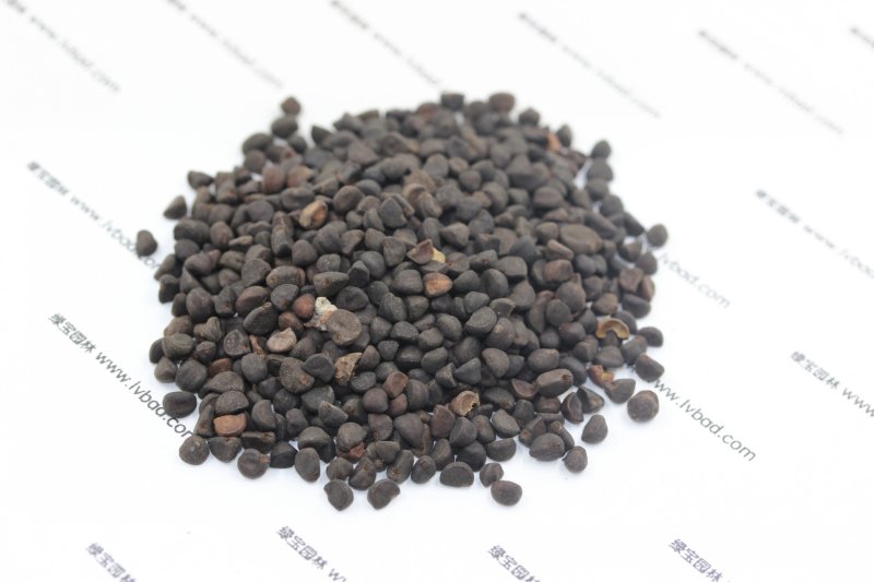 <a href='http://njszjj.com/caohuazhongzi/1613.html' target='_blank'>牽牛花</a><a href='http://njszjj.com/' target='_blank'>種子</a>