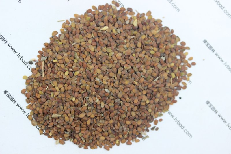 <a href='http://njszjj.com/caohuazhongzi/1050.html' target='_blank'>蜂室花種子</a>