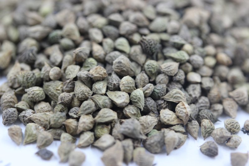 <a href='http://njszjj.com/caohuazhongzi/1052.html' target='_blank'>福壽花種子</a>