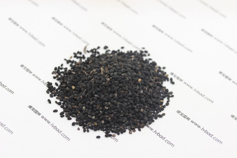 黑種草<a href='http://njszjj.com/' target='_blank'>種子</a>