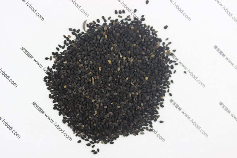 <a href='http://njszjj.com/caohuazhongzi/1061.html' target='_blank'>黑種草種子</a>