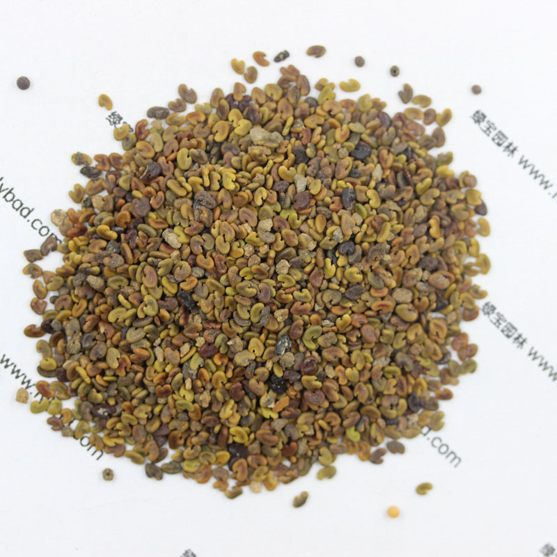 <a href='http://njszjj.com/yaocaizhongzi/2335.html' target='_blank'>紅花</a>草<a href='http://njszjj.com/' target='_blank'>種子</a>