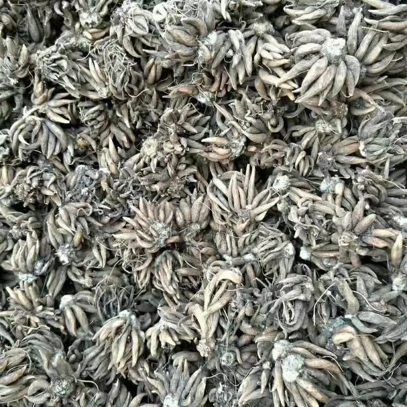 <a href='http://njszjj.com/caohuazhongzi/16088.html' target='_blank'>花毛茛種球</a>種苗