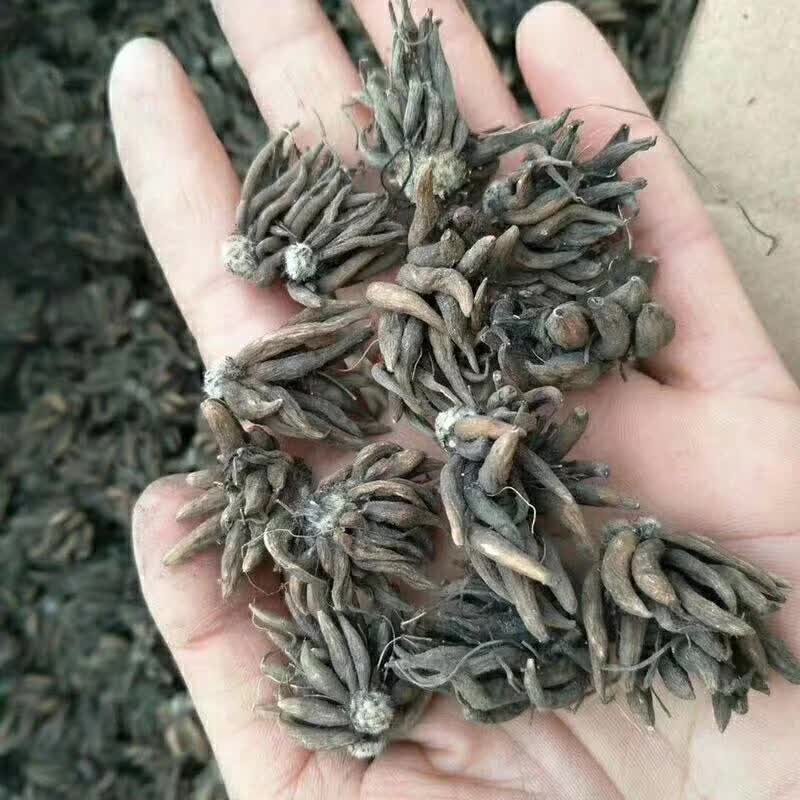 <a href='http://njszjj.com/caohuazhongzi/16088.html' target='_blank'>花毛茛種球</a>種苗