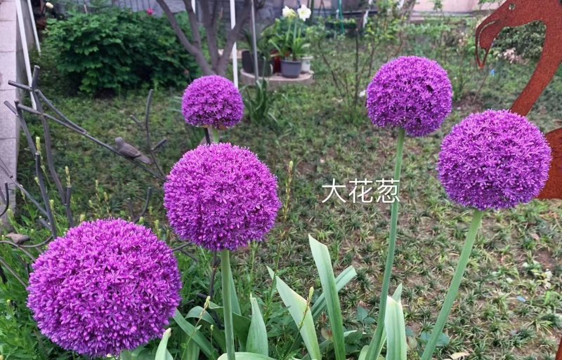 采收<a href='http://njszjj.com/caohuazhongzi/1035.html' target='_blank'>大花蔥種球</a>