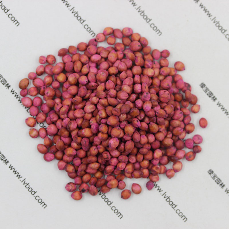 <a href='http://njszjj.com/mucaozhongzi/4.html' target='_blank'>高丹草</a><a href='http://njszjj.com/' target='_blank'>種子</a>