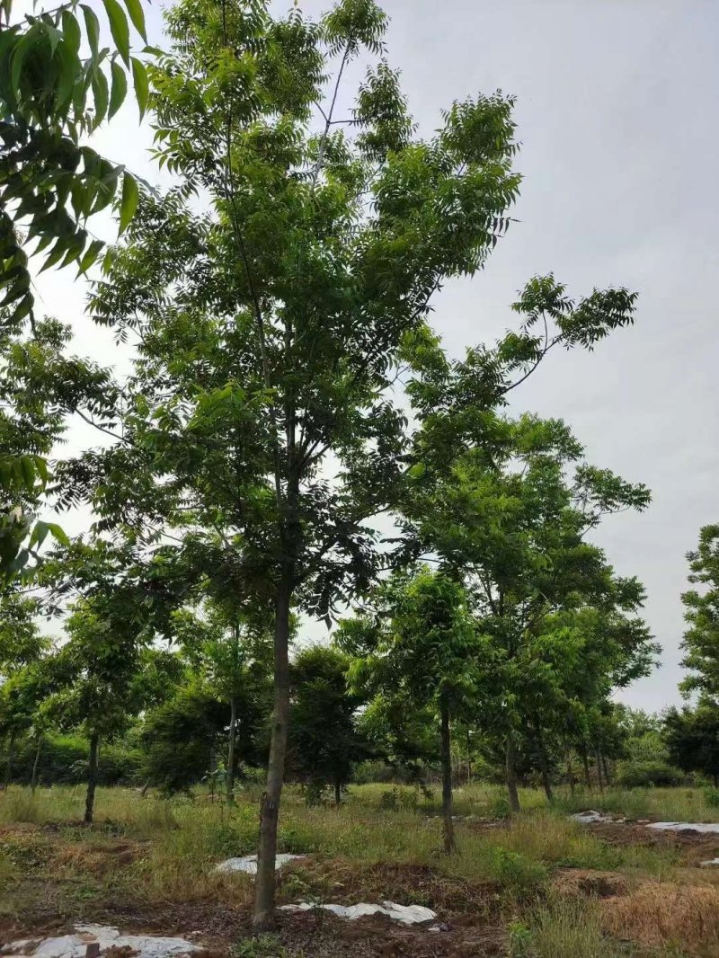 核<a href='http://njszjj.com/linmuzhongzi/1723.html' target='_blank'>桃樹(shù)</a>