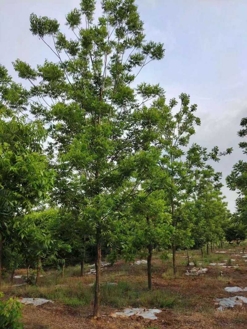 核<a href='http://njszjj.com/linmuzhongzi/1723.html' target='_blank'>桃樹(shù)</a>