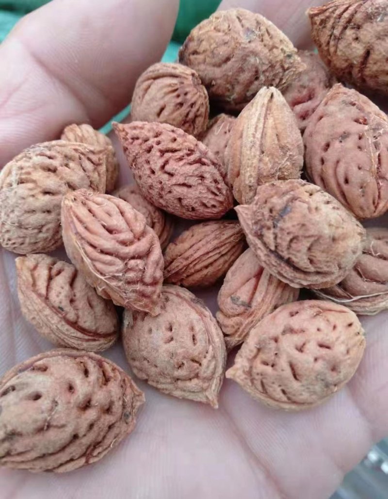 <a href='http://njszjj.com/guoshuzhongzi/1877.html' target='_blank'>毛桃種子</a>