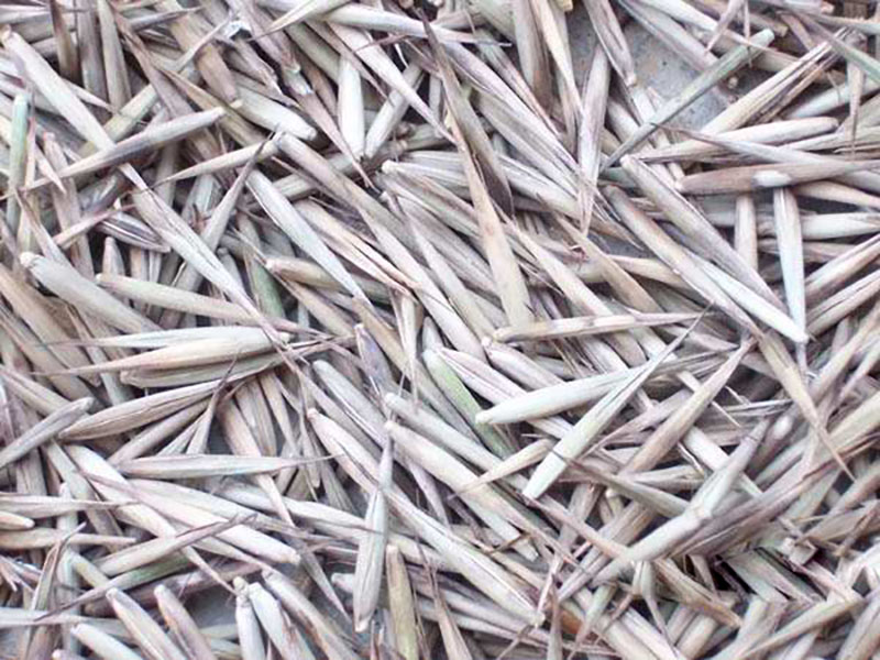 竹子<a href='http://njszjj.com/' target='_blank'>種子</a>