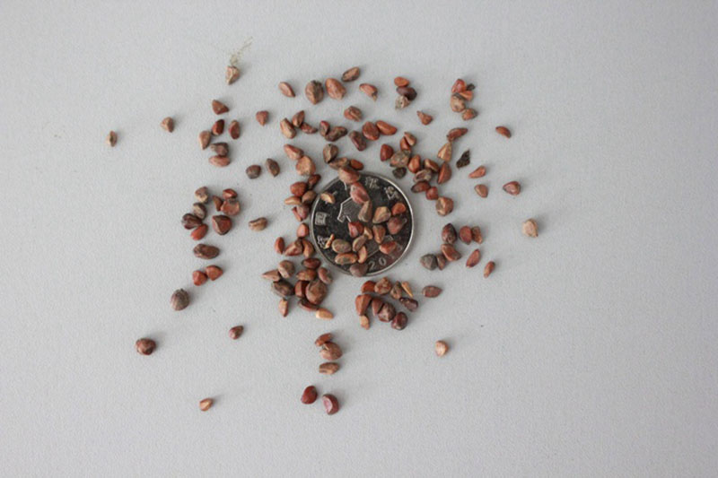 <a href='http://njszjj.com/linmuzhongzi/1700.html' target='_blank'>月季花種子</a>和一元硬幣對比圖片