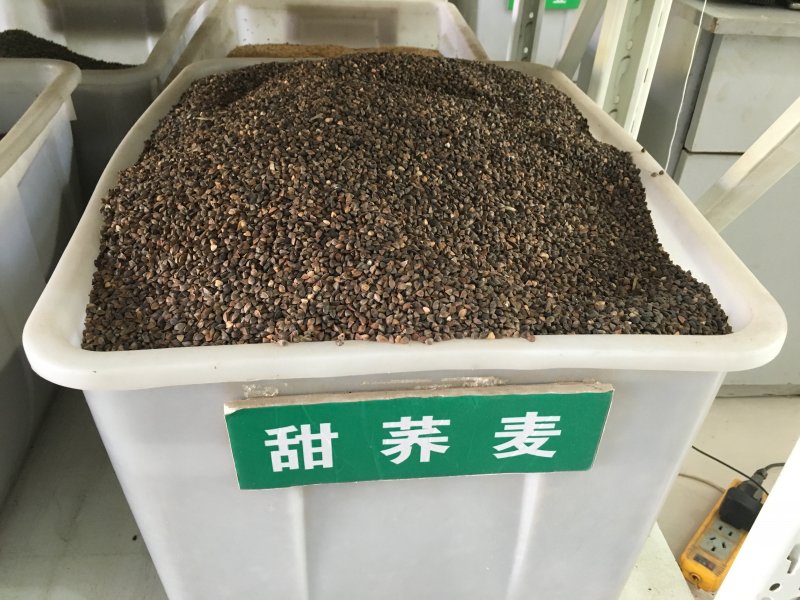 蕎麥<a href='http://njszjj.com/' target='_blank'>種子</a>