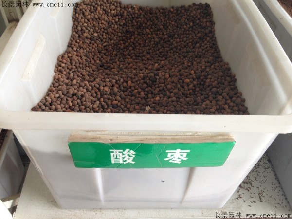 <a href='http://njszjj.com/guoshuzhongzi/1883.html' target='_blank'>酸棗</a><a href='http://njszjj.com/' target='_blank'>種子</a>圖片